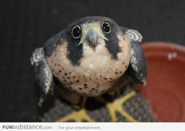 Falcon Version of Puppy Dog Eyes