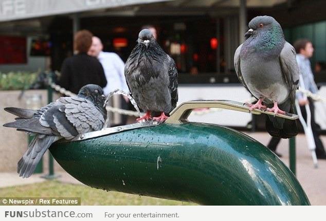 Three pigeons figured out how to work the drinking fountain