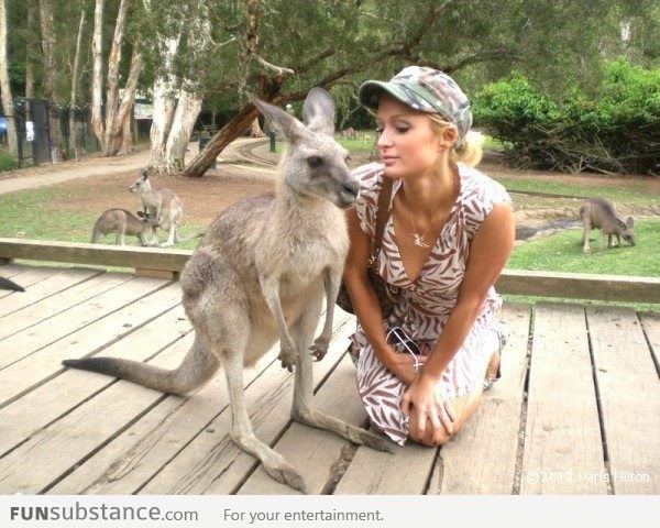 Kangaroo Photobombing Paris Hilton