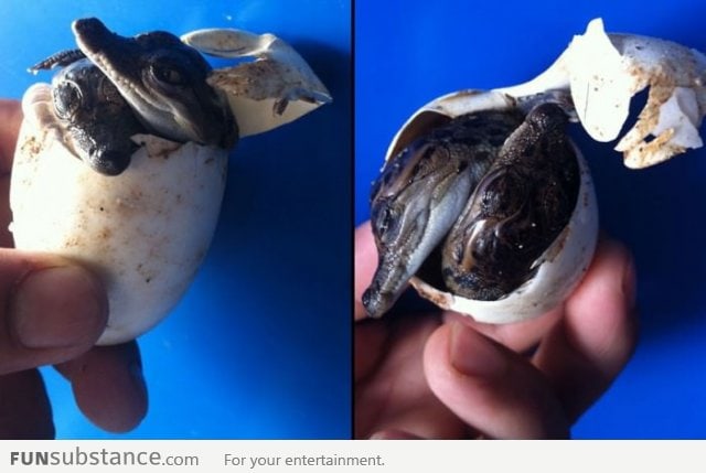 Twin crocodiles hatching from the same egg