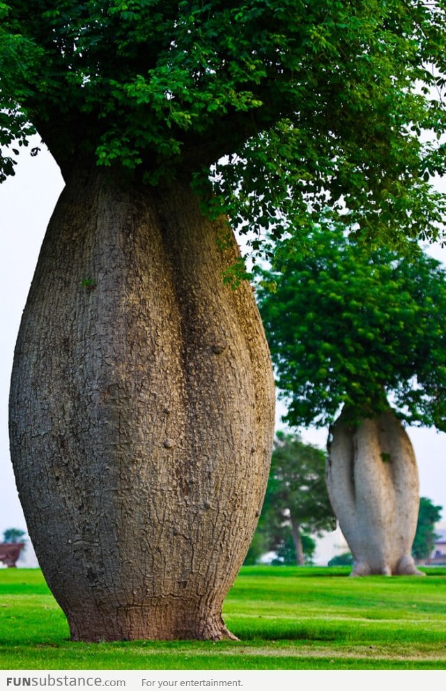 The Toborochi Tree