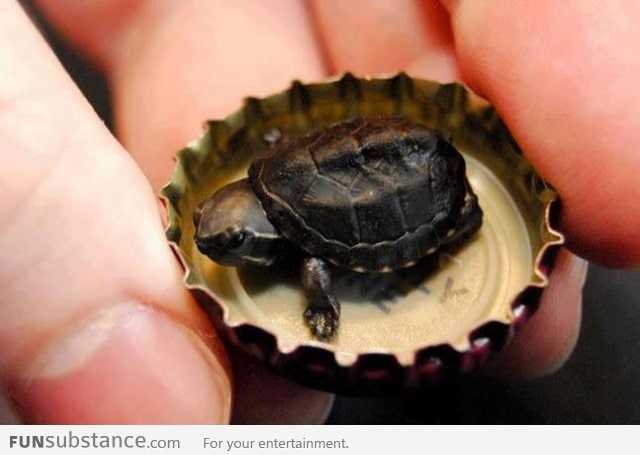 Super tiny turtle