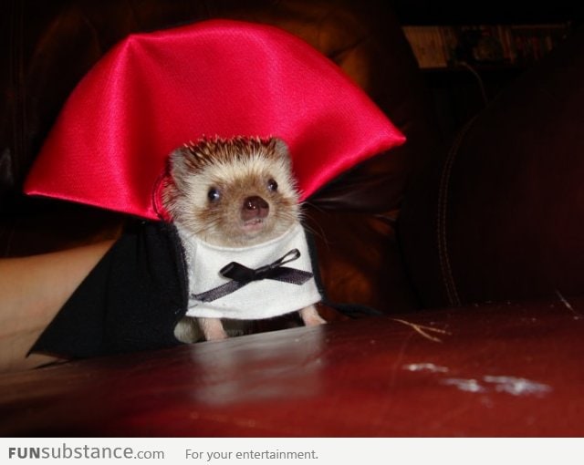 Vampire Hedgehog