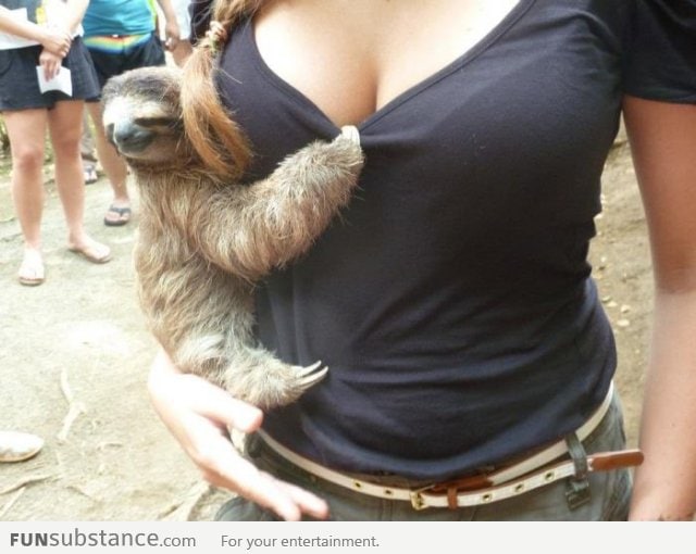 Lucky sloth