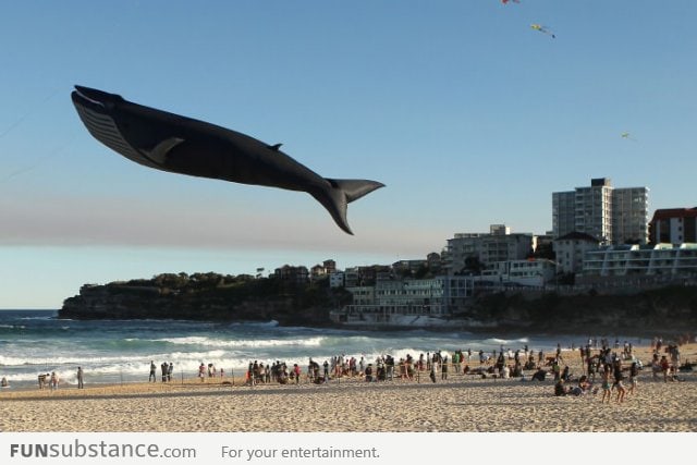 Giant Blue Whale Kite