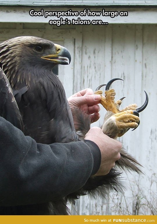 Eagles have large talons