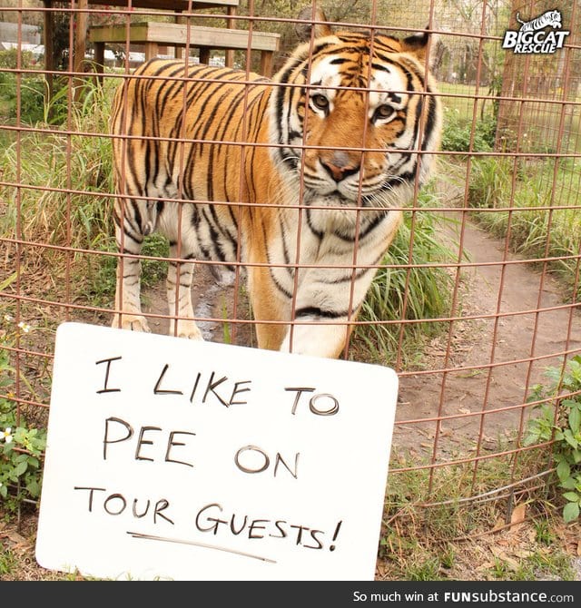 Tiger shaming