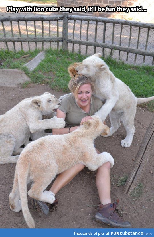 Playing with lion cubs