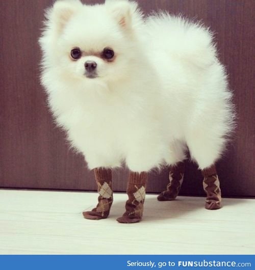 A dog with tiny socks !