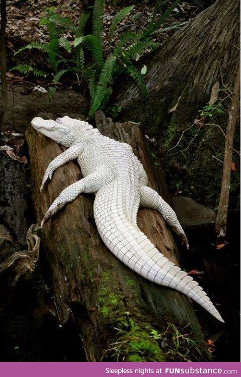 Only 12 of these white alligators left in the entire world