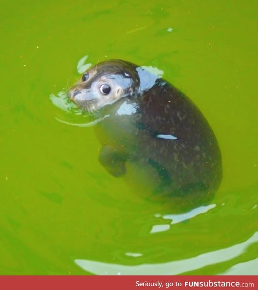 Adorable baby seal