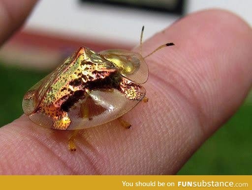 A golden tortoise beetle