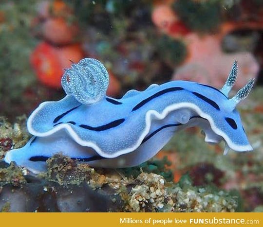 Amazing blue sea slug