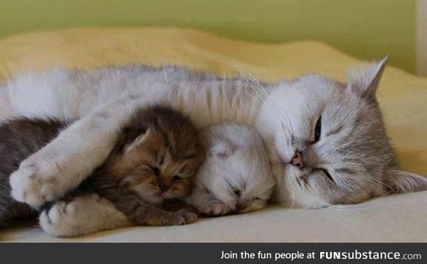 A feline reminder that Mother's Day is next Sunday