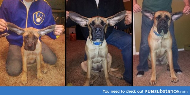 It took two years to grow into her ears