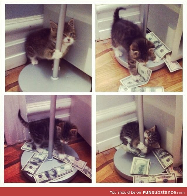 Gotta pay for that catnip somehow