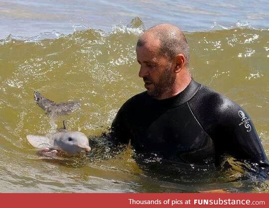 What a baby dolphin looks like