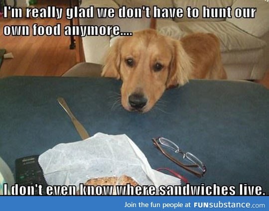 Dog thoughts on food