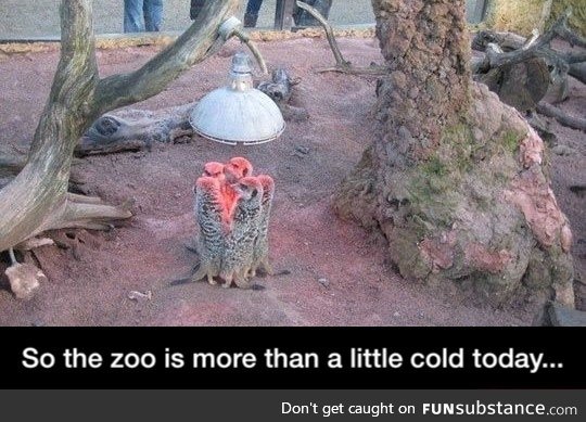 Cold zoo