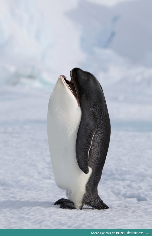 Killer whale penguin