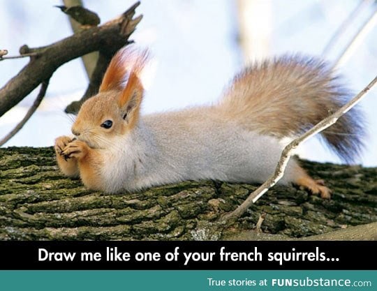 Attractive squirrel