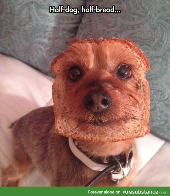 I think your dog may be inbred