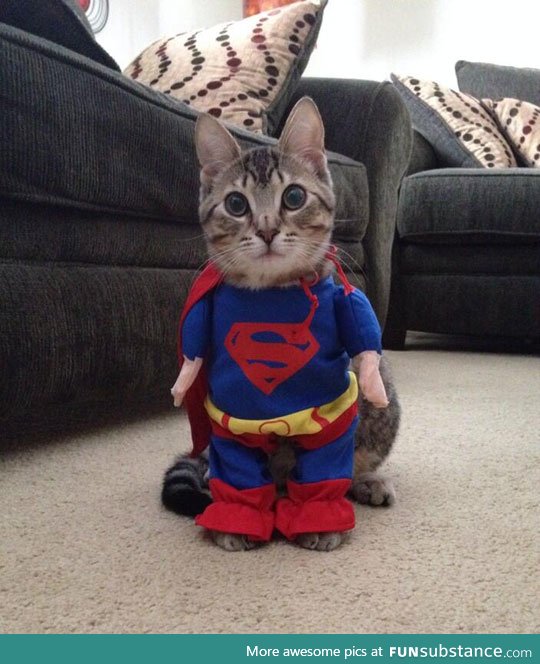 I present you, supercat