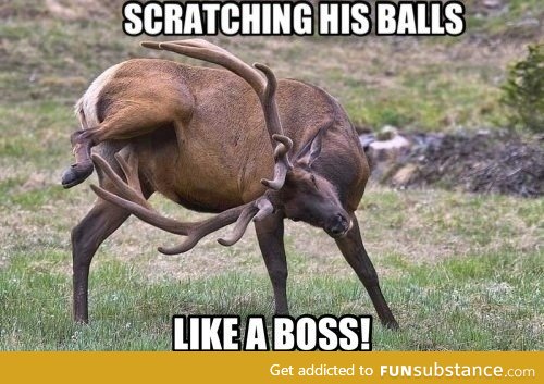 Deer scratching his balls