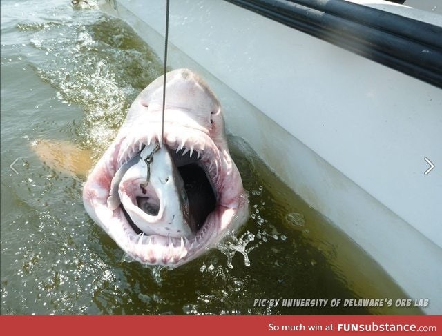 Shark-seption