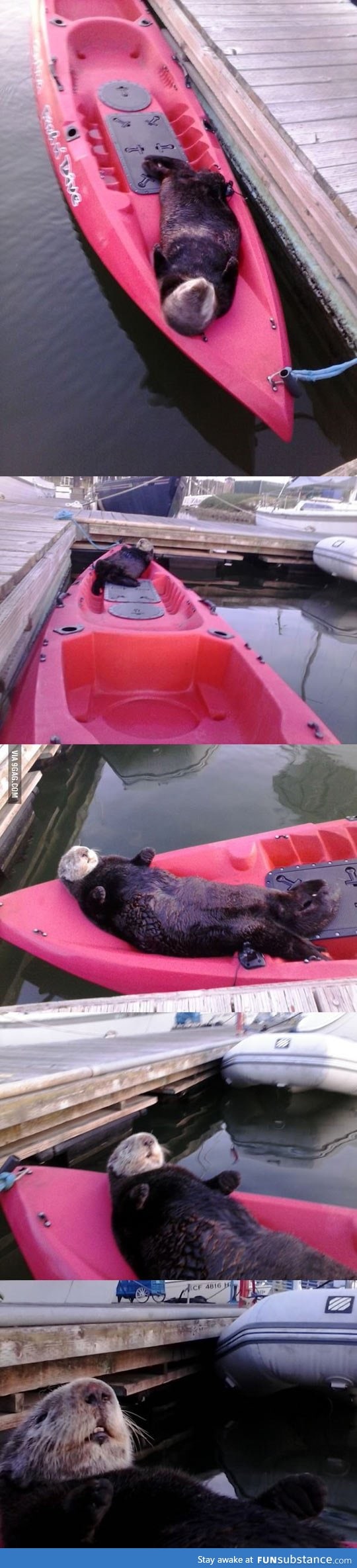 Lazy sea otter