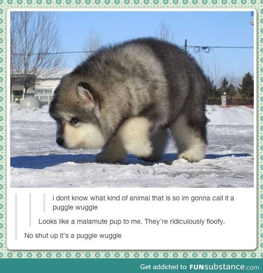 It's a Puggle Wuggle