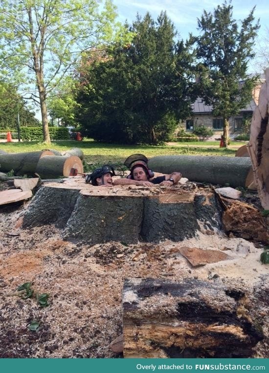 Friend cut down a tree which had a small cavity in its trunk