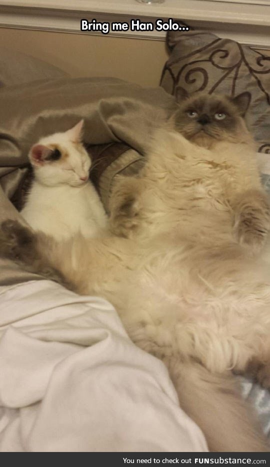 The mighty jabba the cat