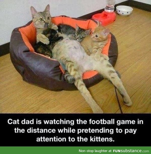 Cat dad watching football