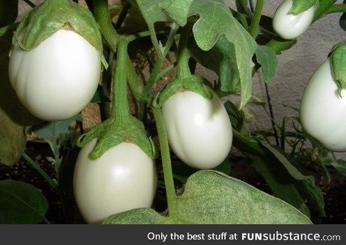 Ever wonder why it's called eggplant?