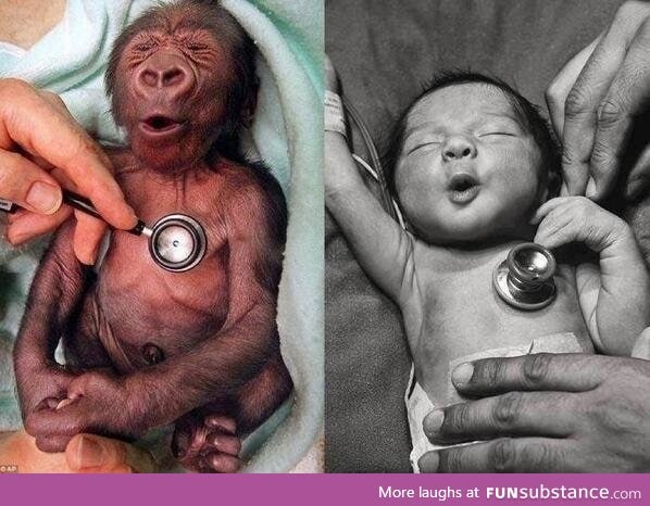 Baby gorilla & baby human reacting to a cold stethoscope