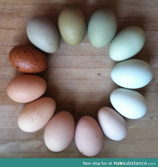 A color wheel of farm fresh eggs