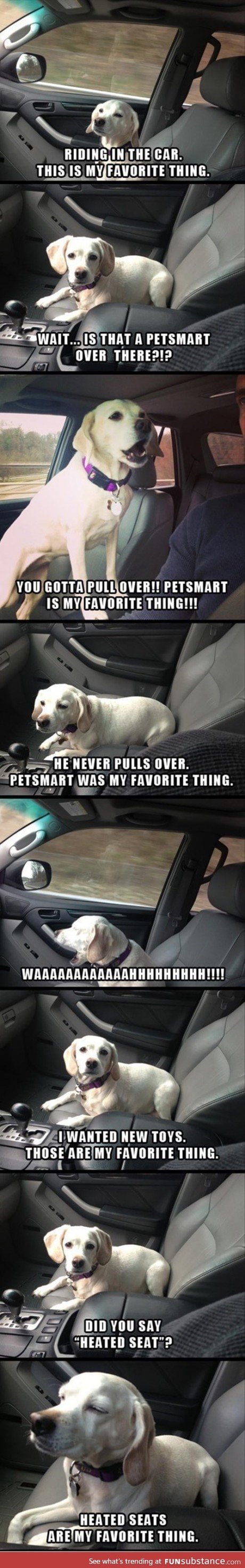 Dog on car ride