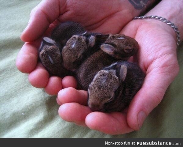 Handful of Bunnies