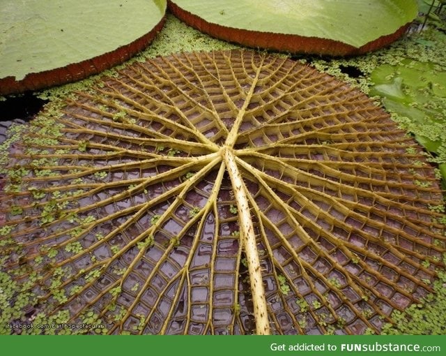 The underside of a giant Amazon water lily
