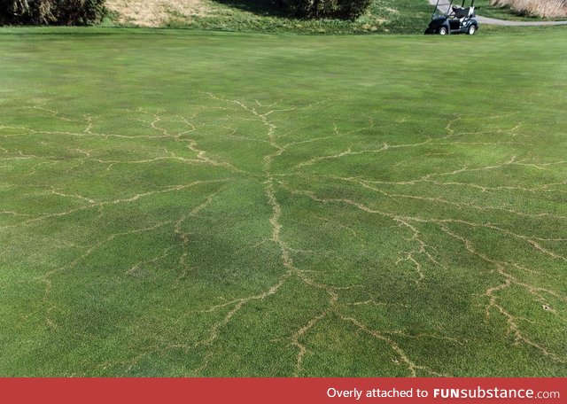 This is what lightning does to grass