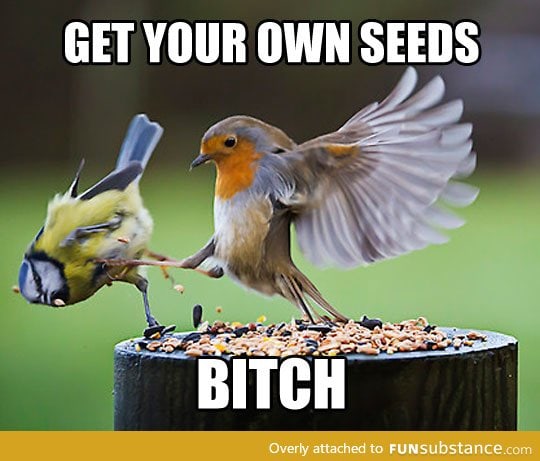 Angry birds in real life