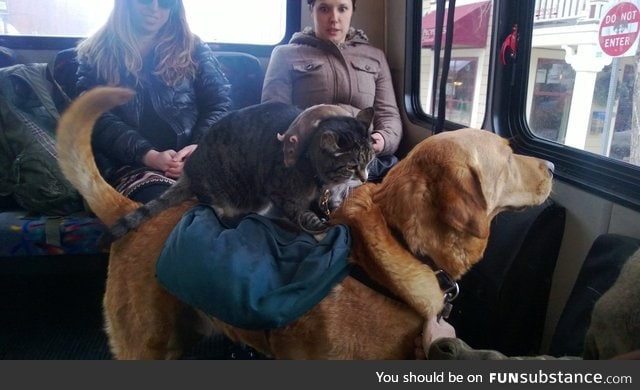 Just a rat, on a cat, riding a dog, riding the bus