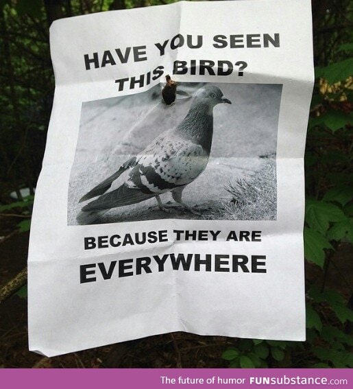 Pigeon awareness