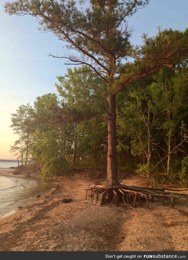 This tree trying to crawl into the water