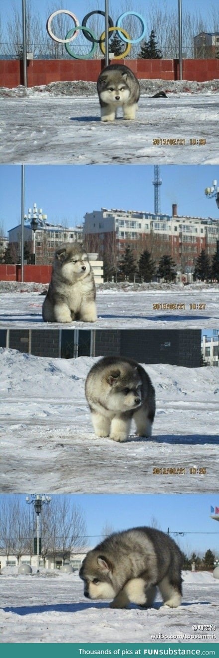It's fat and fluffy and I need one!