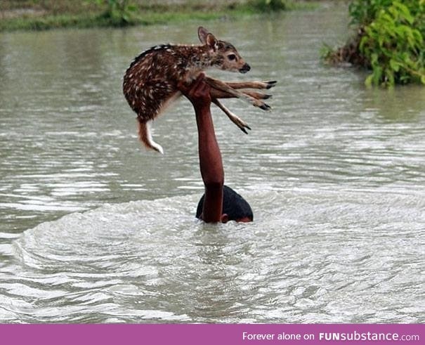 Boy saves fawn during flood in Bangladesh