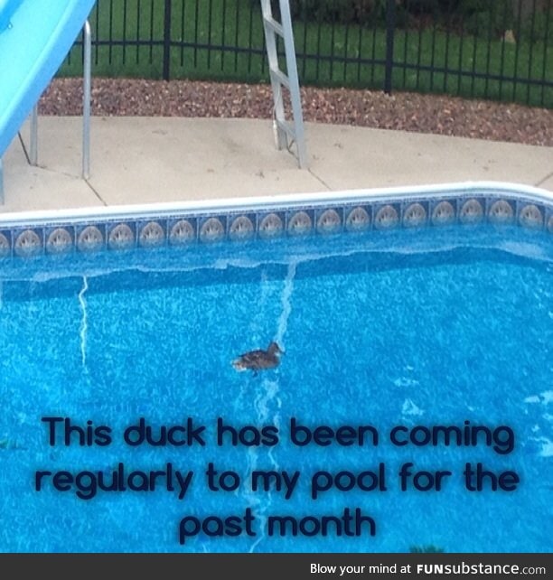 So this duck thinks my pool is a pond