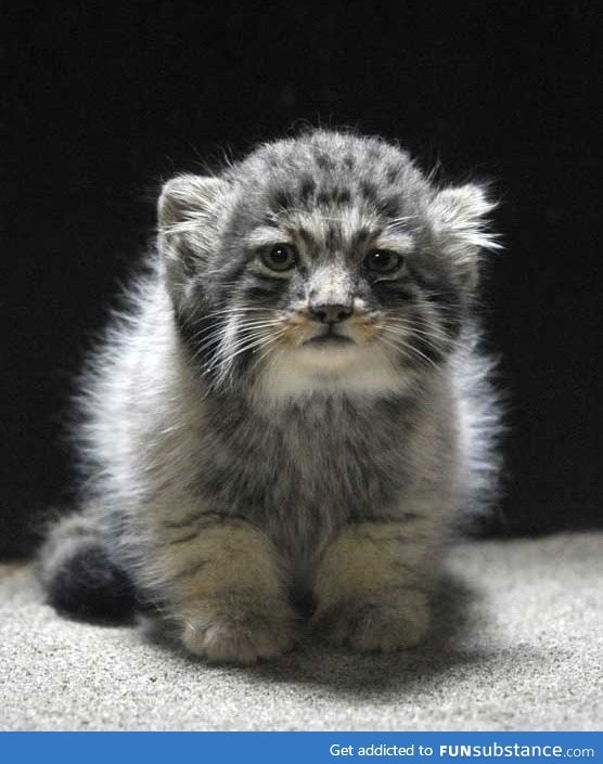 Russian wild kitten (manul)
