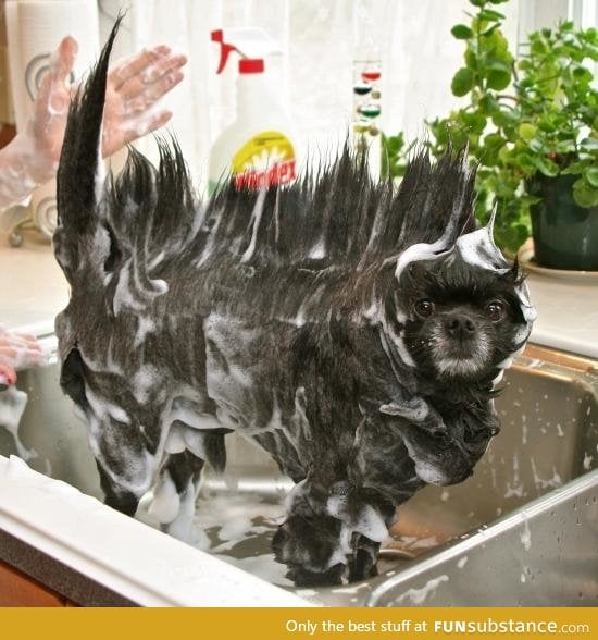 Just washing the dog